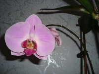 DSC00303.webp