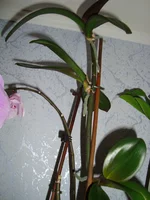 DSC00304.webp