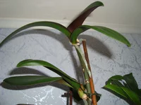 DSC00306.webp