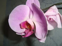 DSC00307.webp