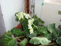 DSC00311.webp
