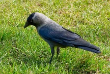 _IGP7165as.webp