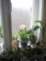 _подоконник_1.webp