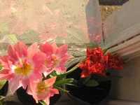 _тюльпаны_05-04-2009_2.webp