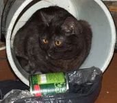 2009_02010195 мусорка.webp