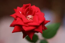 Rose.webp