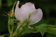 DSC_9125.webp