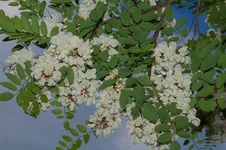 DSC_9216.webp