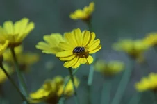flowers1.webp