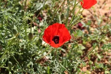 flowers2.webp