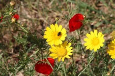 flowers3.webp