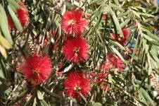 flowers4.webp