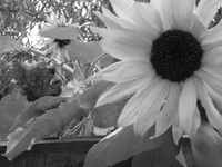 044.webp