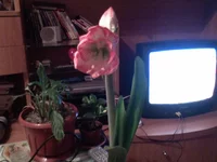 DSC00119.webp