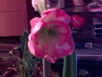 DSC00118.webp
