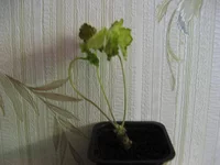 IMG_4242.webp