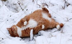 1262122749_snow_cats_01.jpg