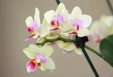 60.webp