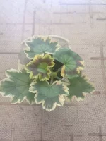 tkYaK73bZqI.webp