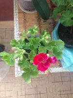 IMG_7400.webp