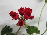 crop_105145181_sBCPJff.webp
