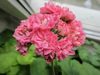 crop_105145238_Ma6xYT.webp