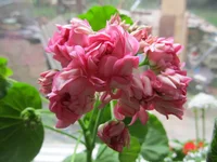 crop_105145408_GAo4.webp
