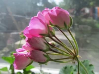 crop_105145557_utJDoko.webp