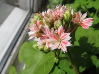 crop_105145620_nH5UXN.webp