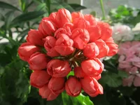 crop_105145477_tOwTcN.webp