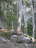 122.webp