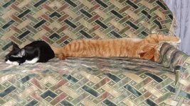 0Qe5DfRebGc.webp