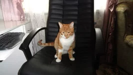 ObV_LTR8Hhk.webp