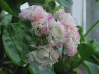 IMG_7967.webp