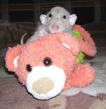 100_6873.webp