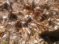 WP_001073.webp