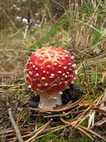 IMG_6467_1.webp