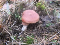 IMG_1633.jpg