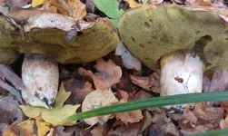 IMAG0429.jpg