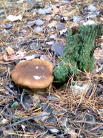 0116.webp