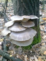 0110.webp