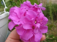 1-IMG_5873.webp