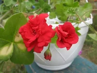 1-IMG_5877.webp