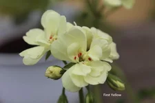 First_Yellow.webp