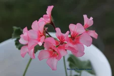 _Подмосковья.webp