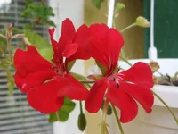 1-IMG_5869.webp