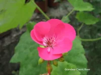 Grandeur Classic Rose.webp