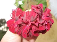 1-IMG_6379.webp