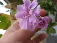 1-IMG_6380.webp