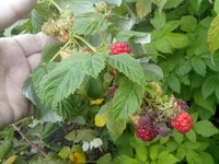 IMG_20140928_110225_resize.webp